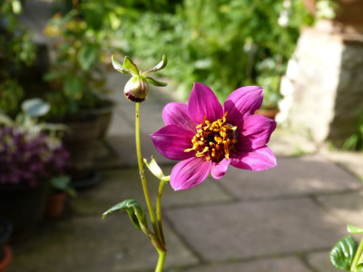 2017-06-16 Dahlia australis.jpg