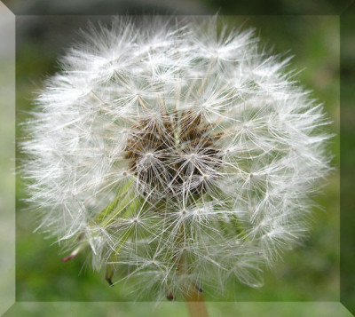Pusteblume-gerahmt.jpg