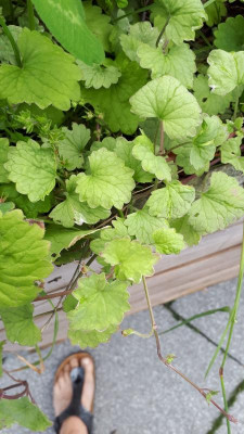 IMG-20170616-WA0005.jpeg