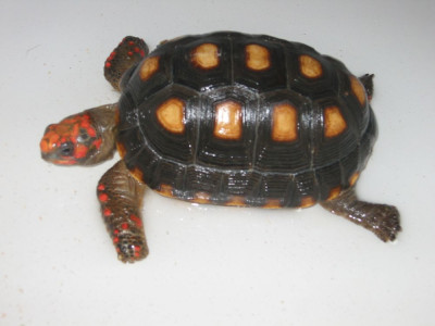 Susi.jpg
