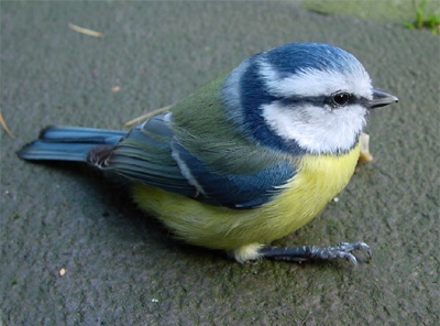 blaumeise.jpg