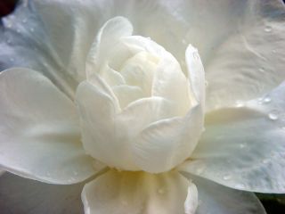 WY-F1-1014_-_Camellia_bl._lotur-like_with_buttom_Wa.Jo.jpg