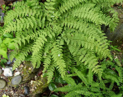 Woodsia fragilis ... 16.6.17 029.jpg