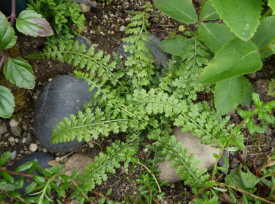 Asplenium fontanum Pyrenäen-Typ  ...  17.6.17 001.jpg