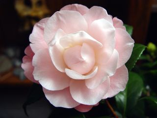WF6-2_Camellia_rose_Wa.Jo_-2.jpg