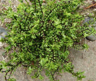Asplenium trichomanes Ramo-Christatum-Form ... 17.6.17 008.jpg