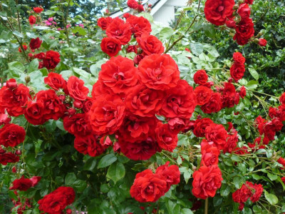 Rose Amadeus.JPG