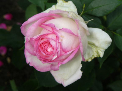 Rose Biedermeyer Garten.JPG