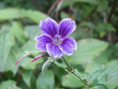 Geranium nodosum dunkel.JPG