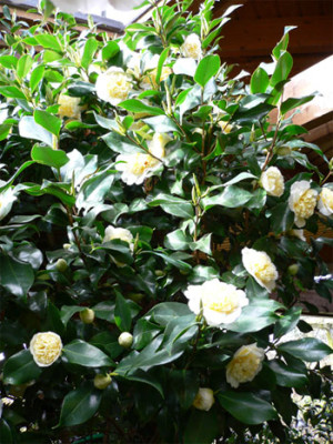 Juris-Yellow06.jpg