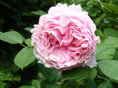 Rose Gartentraum.JPG
