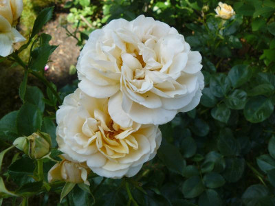 Rose Marie Curie.JPG