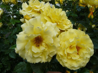 Rose Golgkönigen Lucia.JPG