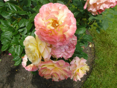 Rose Aquarell.JPG