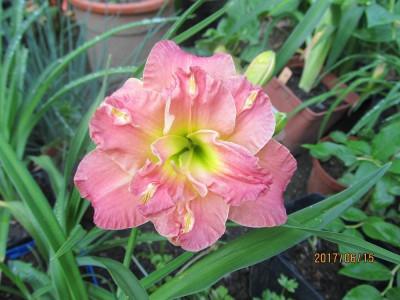 IMG_3424 small.jpg