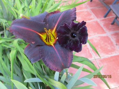 IMG_3426 small.jpg