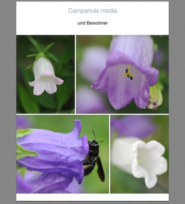 Campanula media.jpg