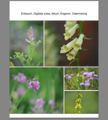 Juniblüten .jpg