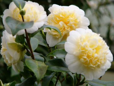 Garten_261.jpg