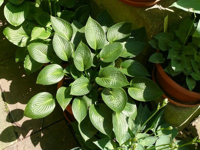 P1280705_800.jpg
