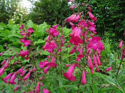 Penstemon Andenken an Friedrich Hahn June 2017.JPG