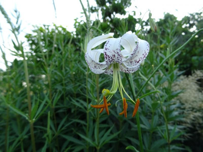 Lilium duchartrei June 2017.JPG