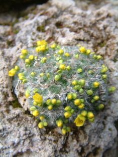 320_Draba_polytricha-knospig.jpg