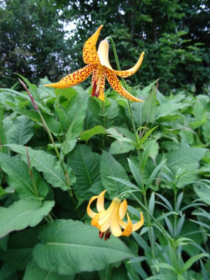 Lilium canadense yellow June 2017.JPG