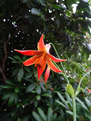 Lilium canadense orange-red June 2017.JPG