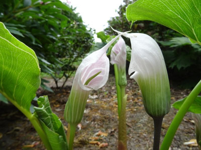 Arisaema candidissimum June 2017 three.JPG