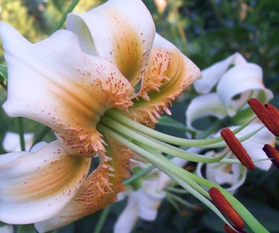 lilium_henry_hyb1.jpg