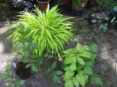 Astilbe gelblaubig 1.JPG