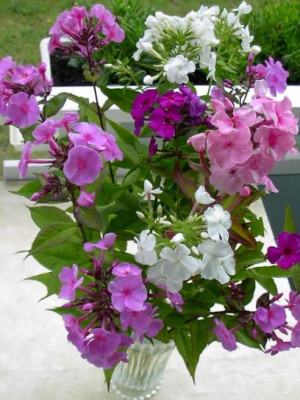 20040711_phlox_bunt.jpg