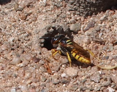 Bienenwolf-ax00.jpg