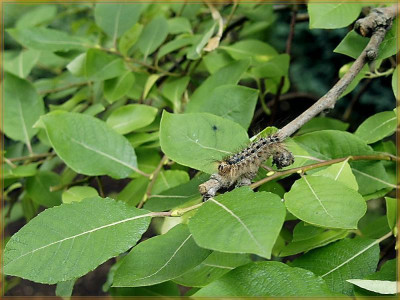 Raupe Juni-800px.jpg