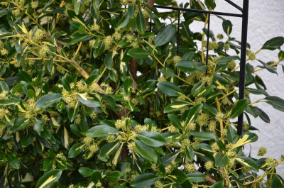 Euonymus for. Interbolwi Blondy.17-1.jpg