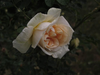 agnes17.img.JPG