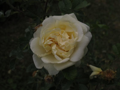 agnes171.img.JPG