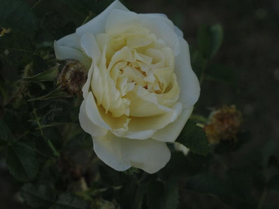 agnes174.img.JPG