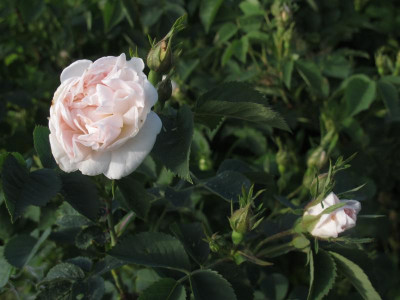 prncessedelamballe17.img.JPG