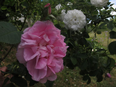 celsimaxi.img.JPG