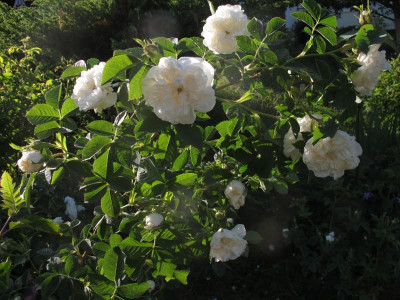 maxi17.img.JPG