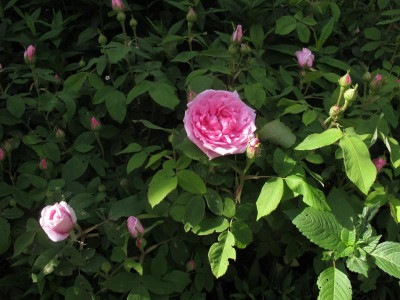 comte17.img.JPG