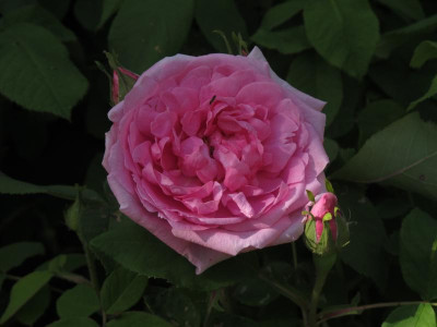 comte171.img.JPG