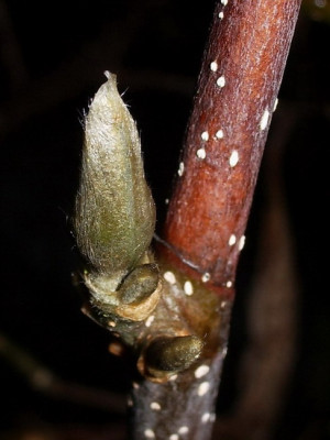 M._lilliflora_nigra_Knospe.jpg