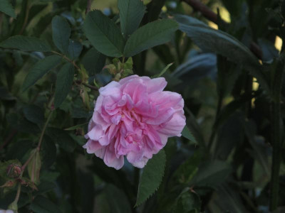 onni171.img.JPG