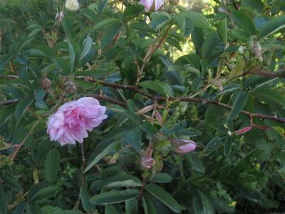 onni172.img.JPG