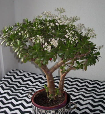 Sukkulentenbaum.jpg