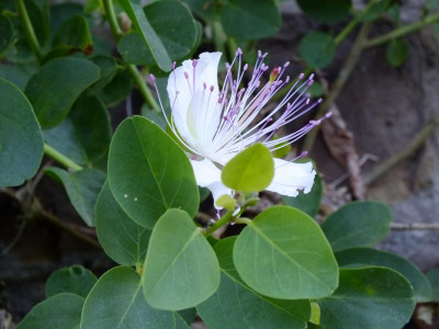 DSCF8415.JPG