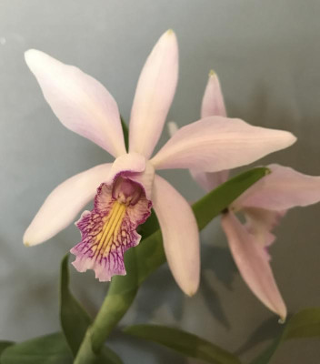 Cattleya Ching Li Sa 06-2017.jpg